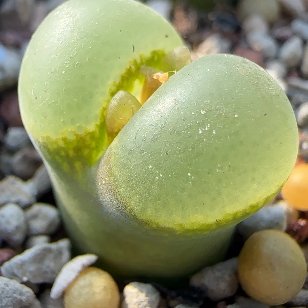 多肉植物粉女母本65号