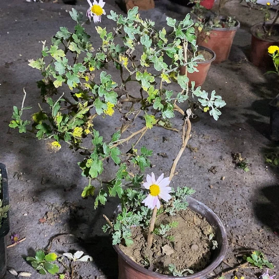 颜***姐完全开放菊花菊花