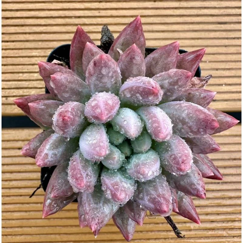 虞姬 前男友精品多肉 SM0001