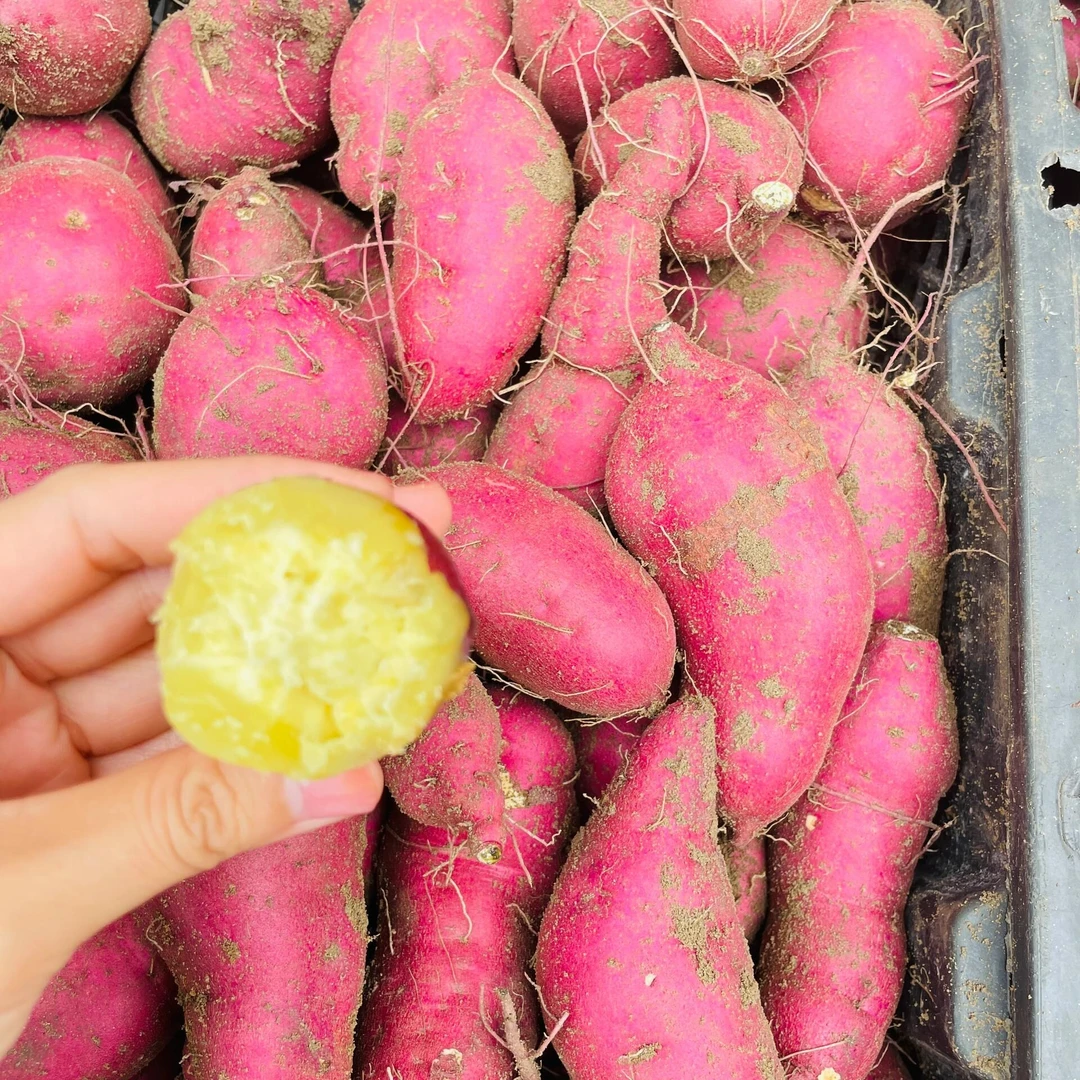 海南澄迈桥头地瓜（产地直发）单果3-8两精品1级门店专供地瓜