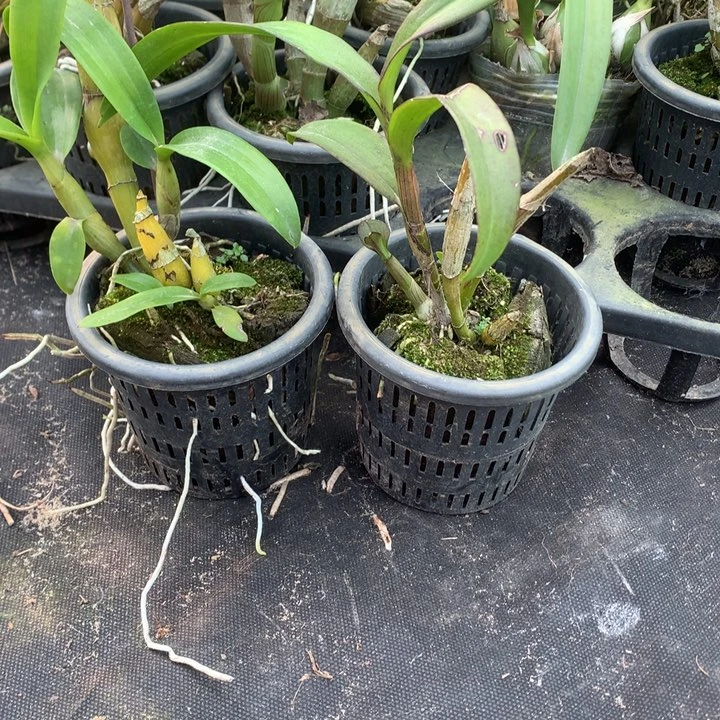 完全开放泰秋好货分株苗2-3苗一盆