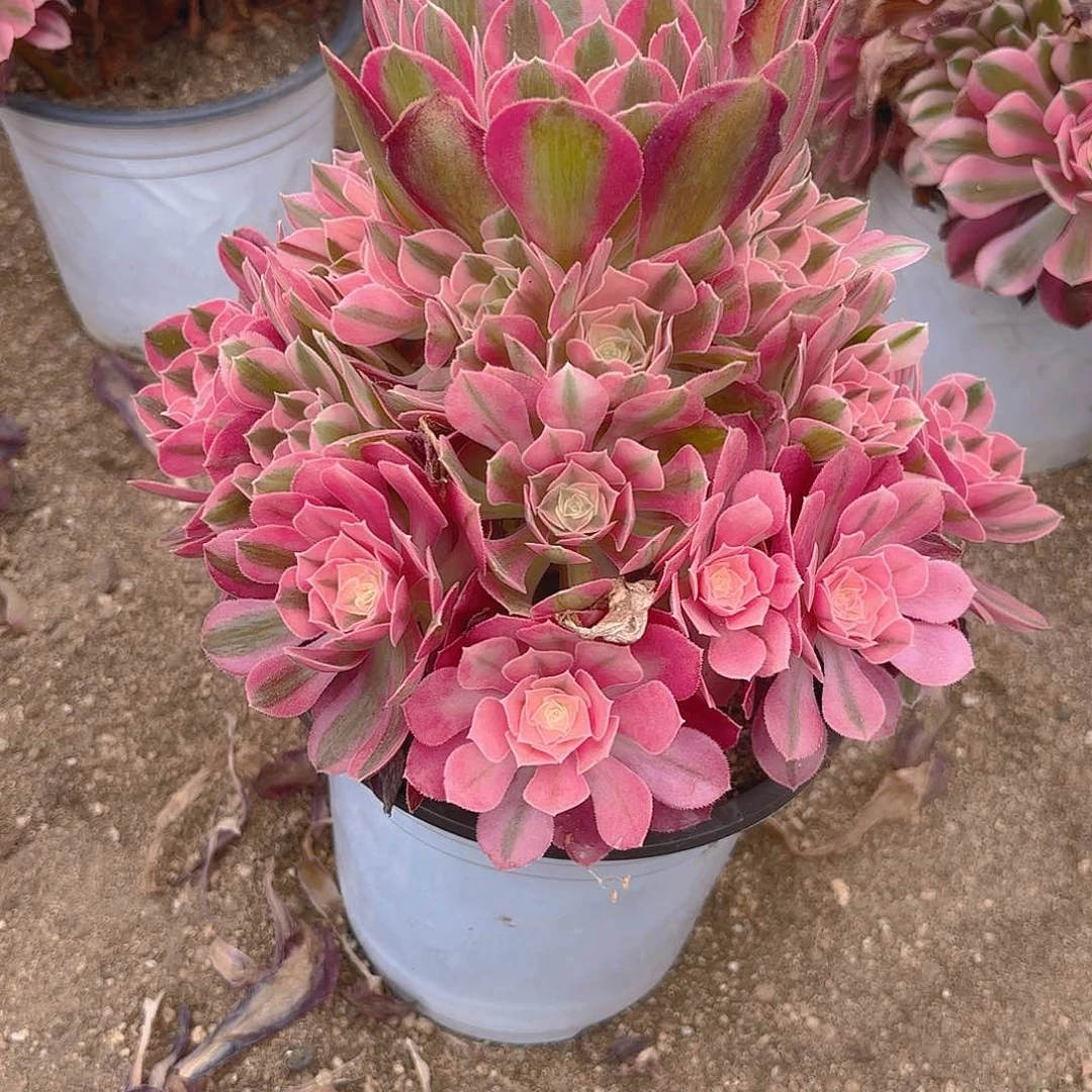 女巫多肉植物手捧