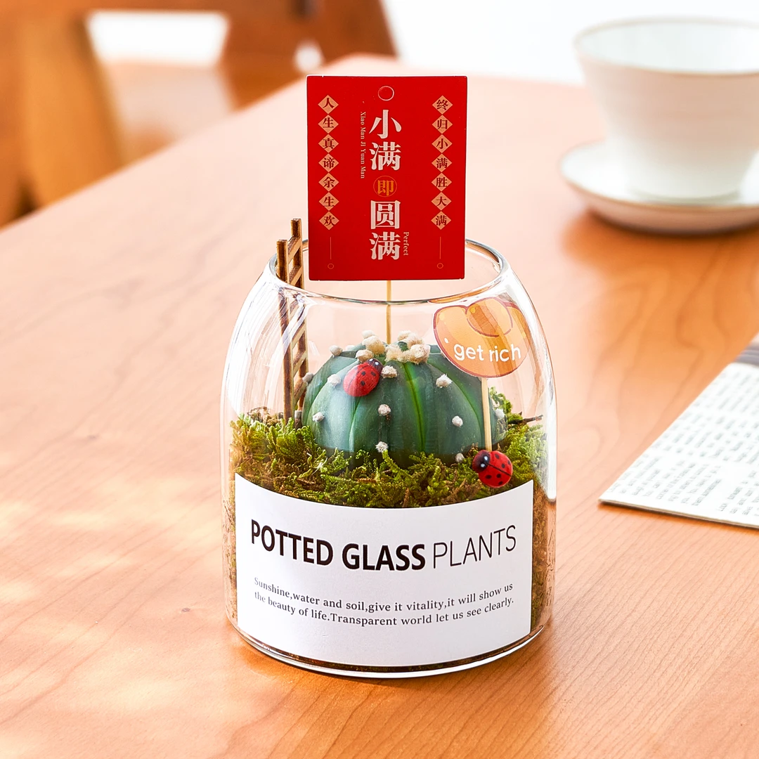 万重山仙人掌多肉植物小盆栽室内办公桌绿植仙人球懒人好养送礼物