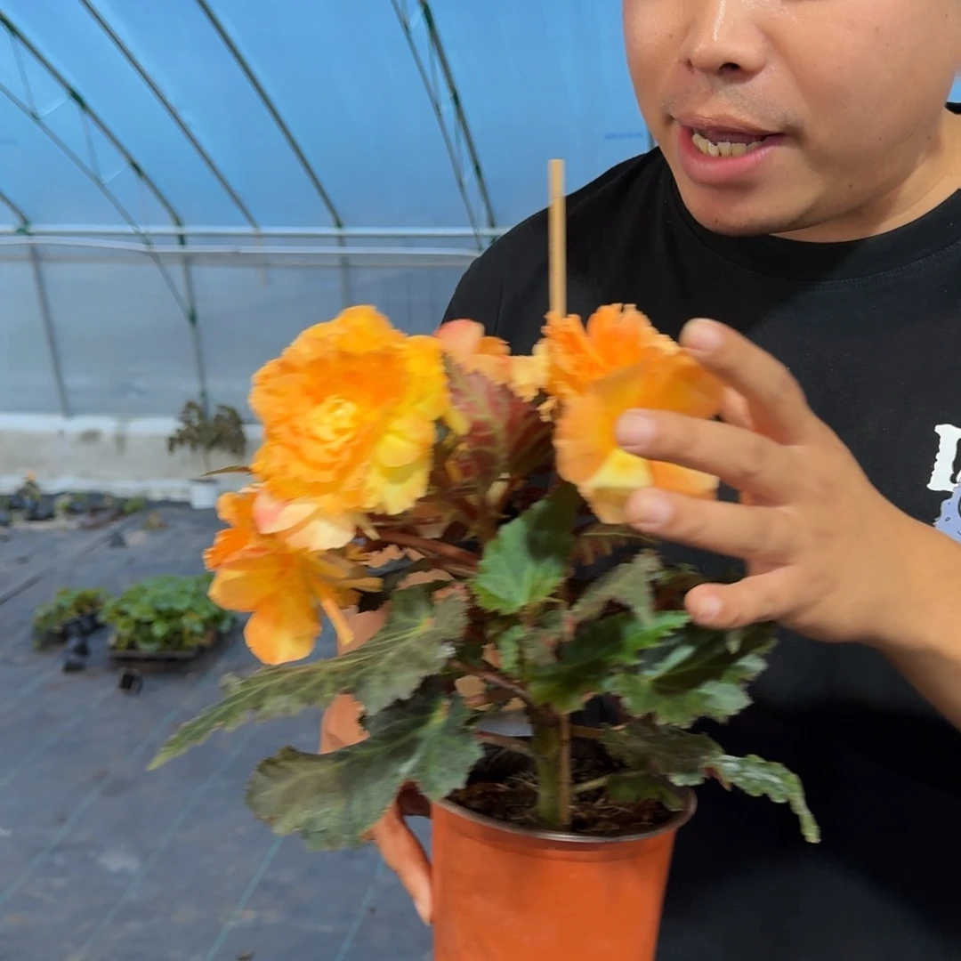全部花苞130日出，生花苞发货