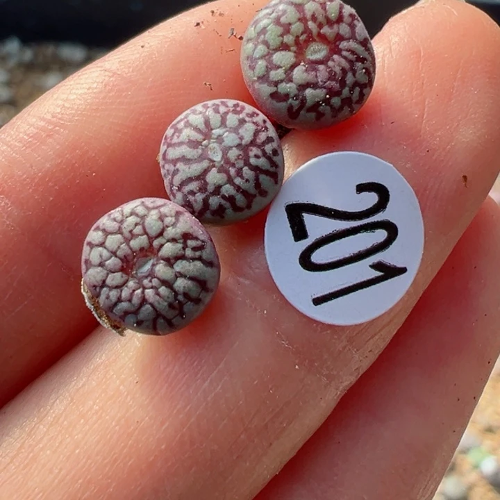 201号11111111111111