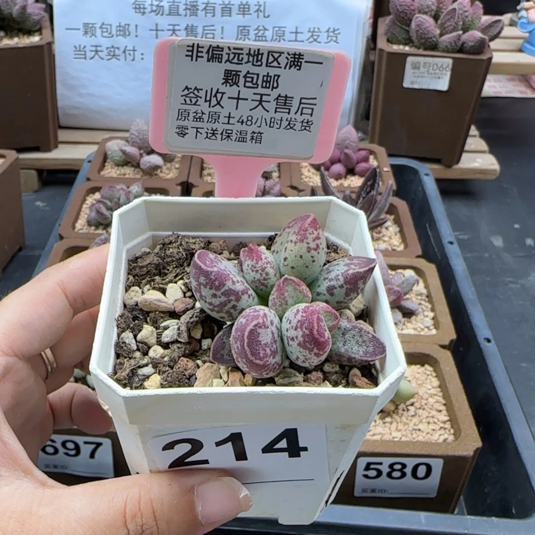 214艾薇多肉植物