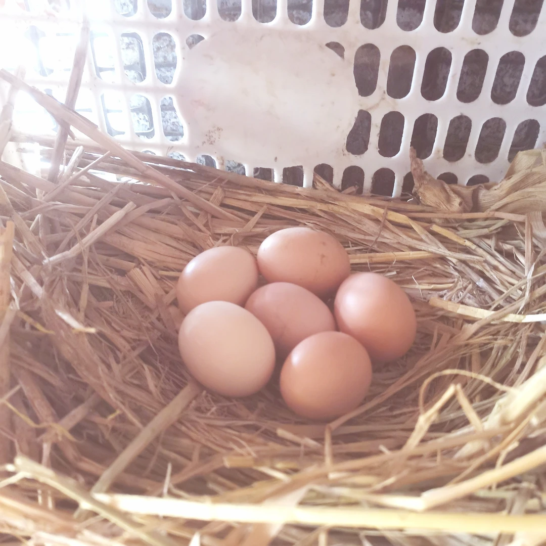 喂粮食的农家林下散养土鸡蛋
