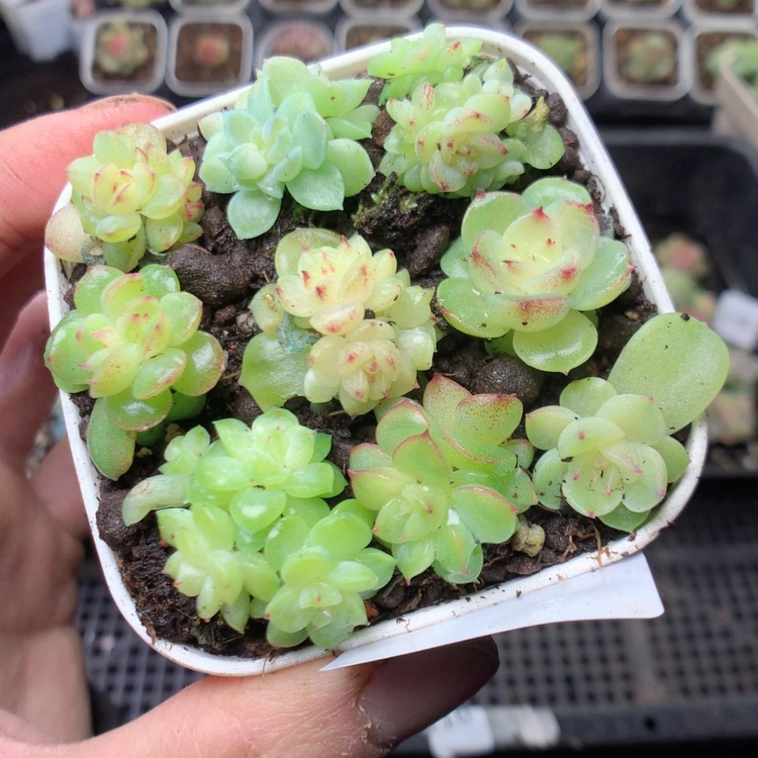 无花朵Q63yyyyyyyyy