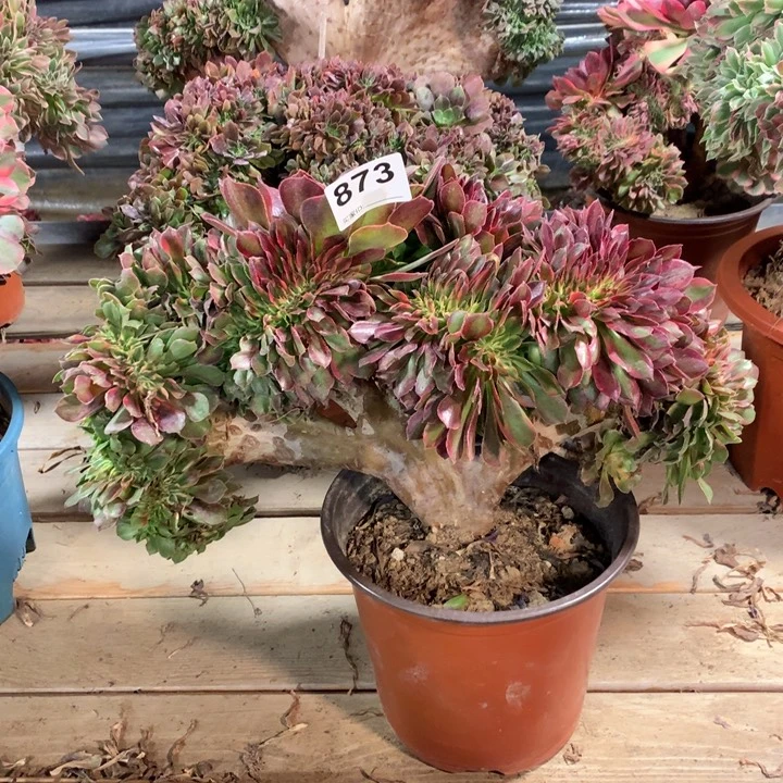 873 雅典娜缀多肉法师