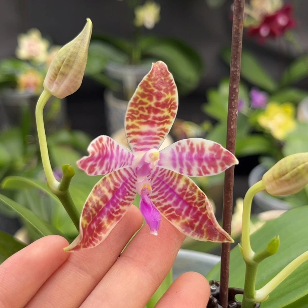 完全开放4寸特红路德开花株