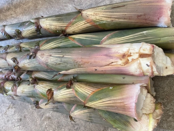 贵州新鲜现挖高山竹笋