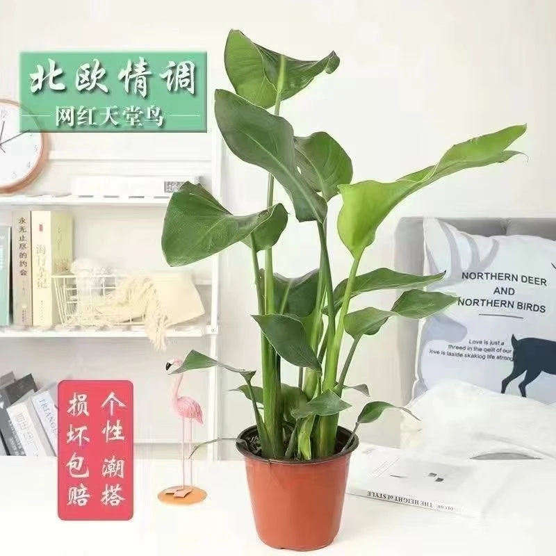 天堂鸟盆栽【基地原盆发货】