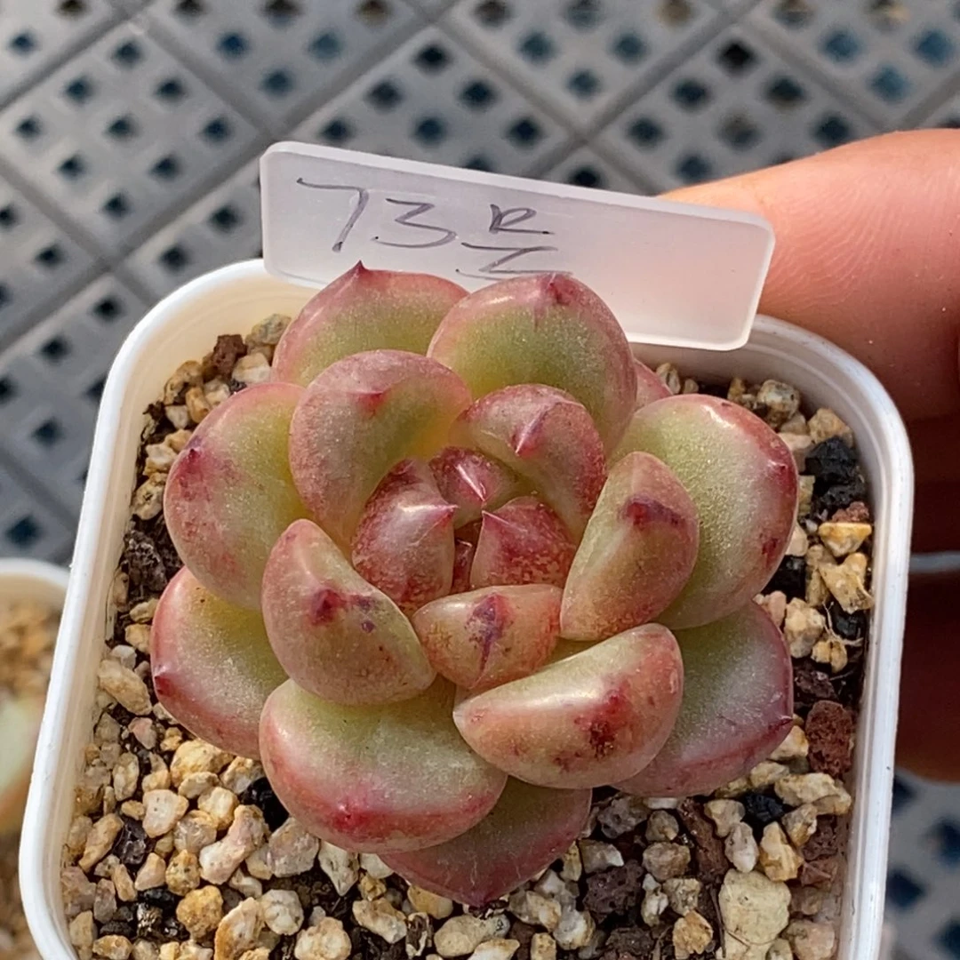 天官赐福百无禁忌