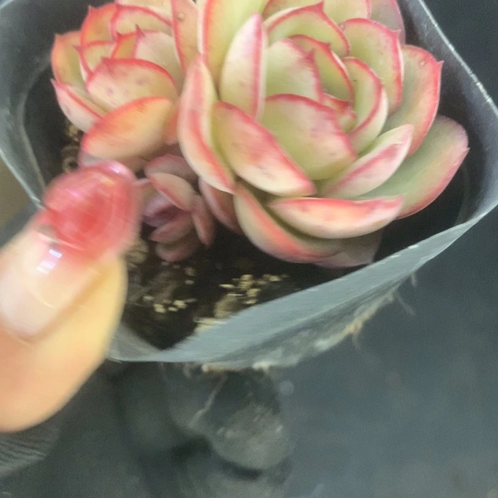 牡丹亭 双。（满9.99包邮不满9.99发空盆）