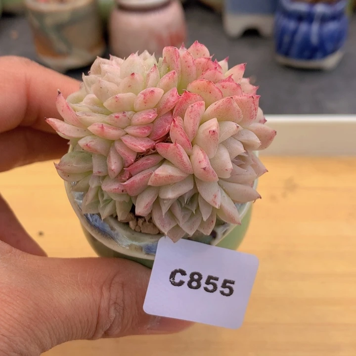 一物一拍满38包邮 C855