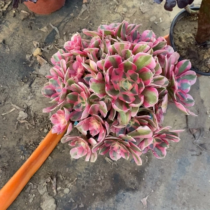 粉女巫8多肉植物法师法师