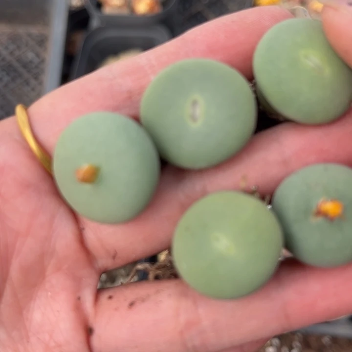 五颗小红嘴888888888