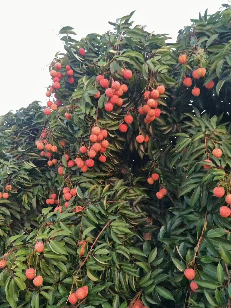 广西灵山县桂味荔枝