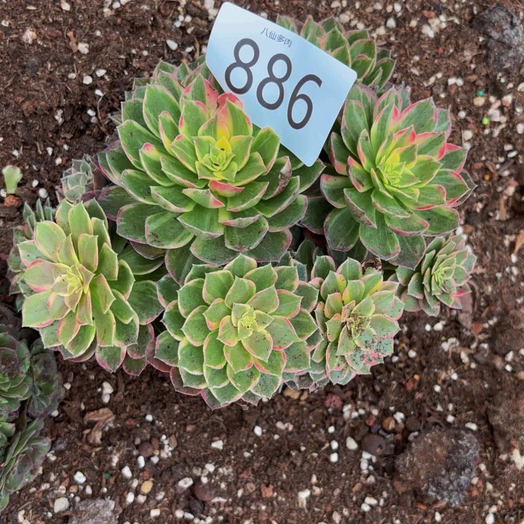 *****886多肉植物万花筒