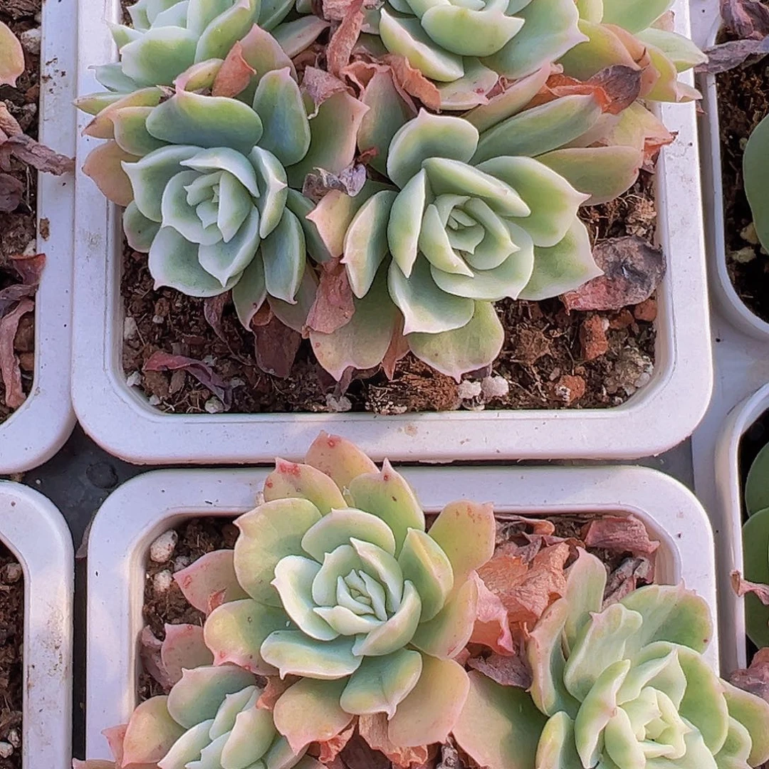 大柠檬玫瑰锦19包邮