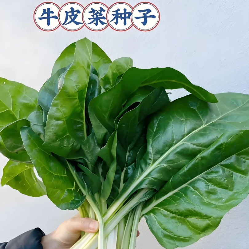 【牛皮菜种子】四季播种蔬菜种子阳台盆栽地栽小院