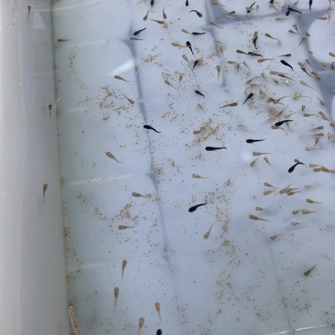 暖***啊海水玛丽球鱼苗30条无备损不赔付入缸不赔付