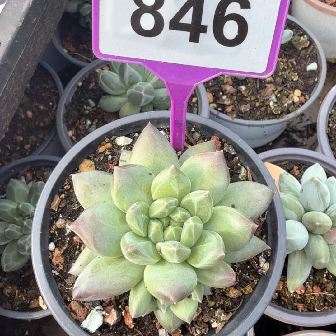 新品美人多肉植物846