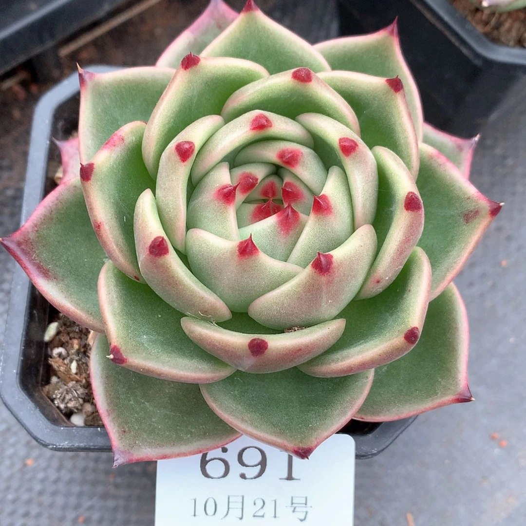 【闪购商品】云691号