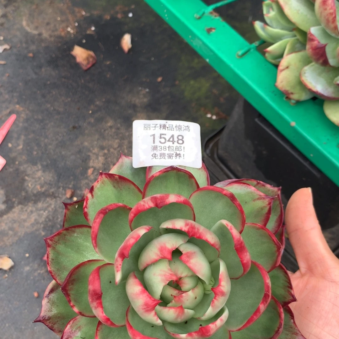 只****1548号多肉植物惊鸿14