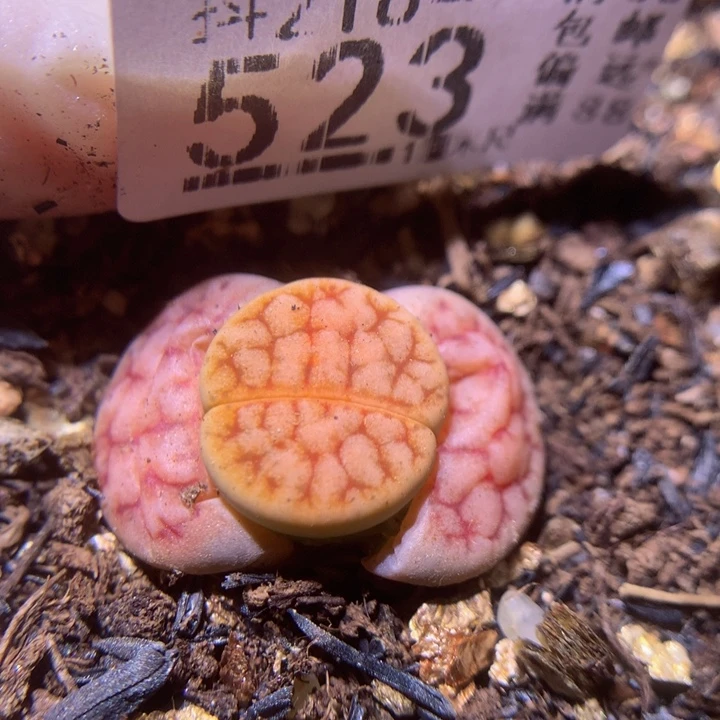 精品生石花218.523