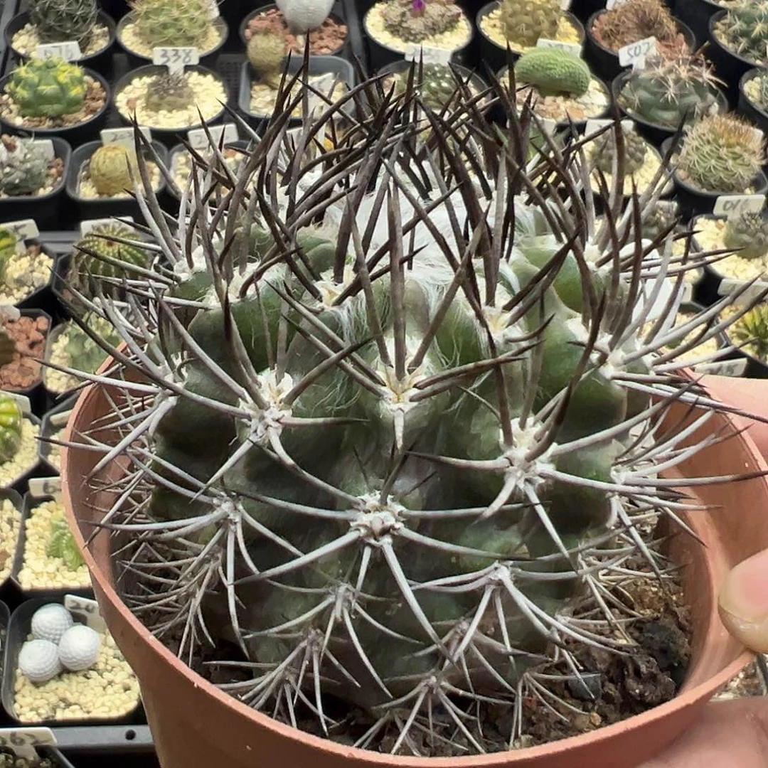 2034羊毛球实生仙人球