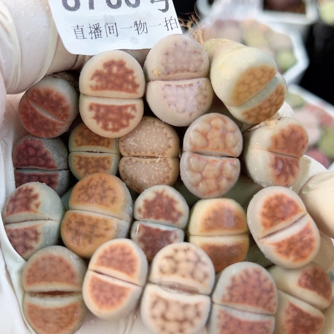 8788 好养易活生石花大母本19个