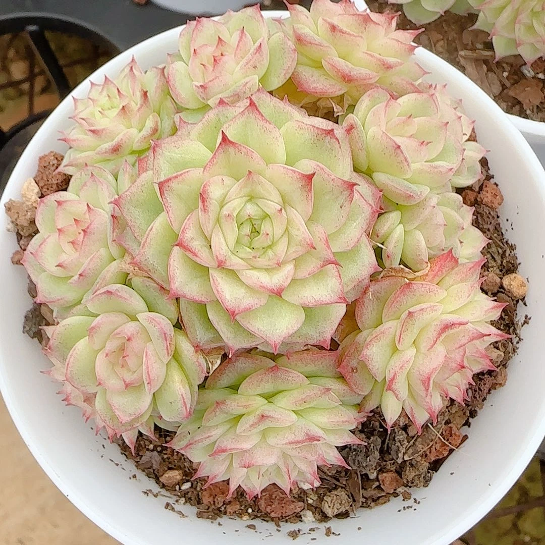 1101-49（m1-475）优选