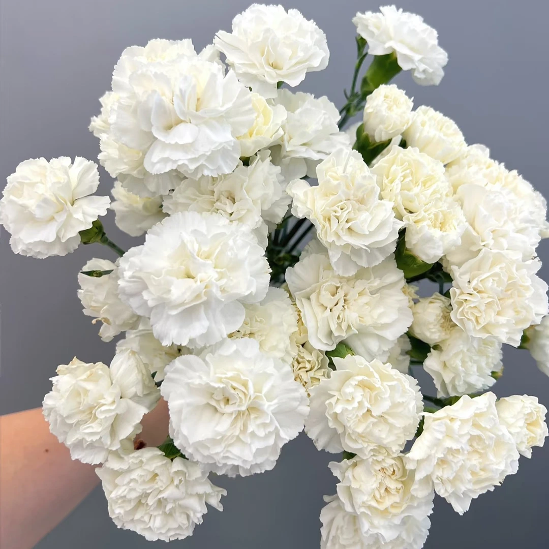 【小玉兰多头康乃馨】不包邮，一个运费任意拍