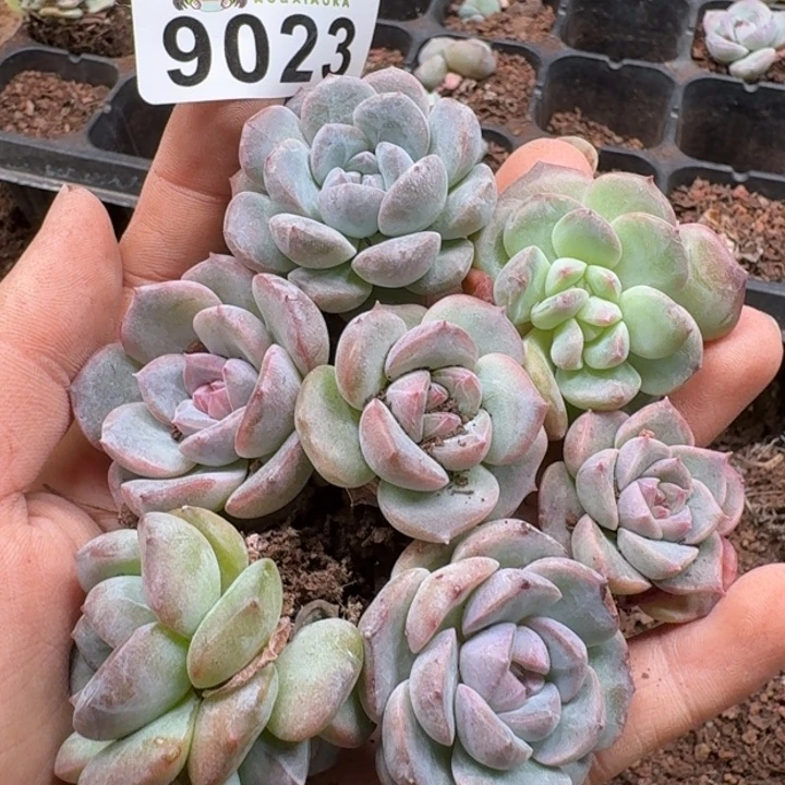 当前无花朵，栽培后可花朵多肉植物多肉植物