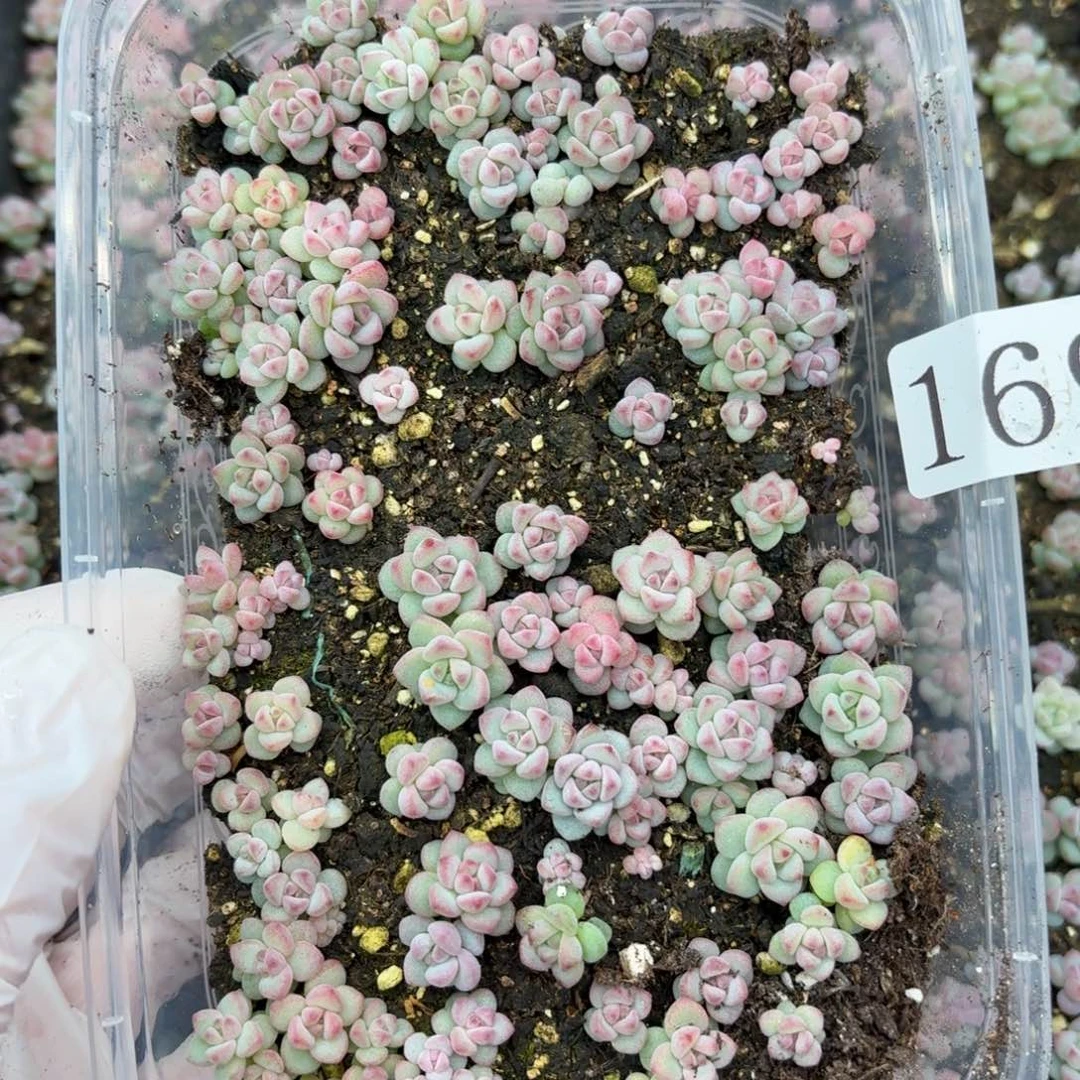 多肉植物多肉植物169玲珑奶