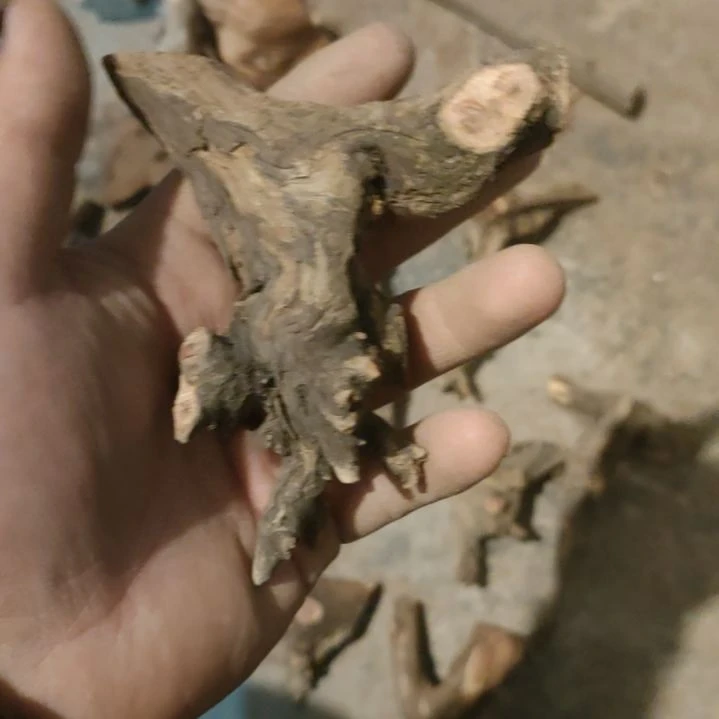 柏木（崖柏）壶**人崖柏随型弓