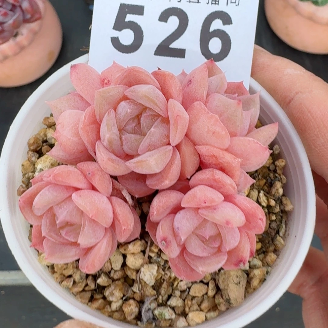 小***艾纯爱      愿你一路坦途，乘风破浪展宏图