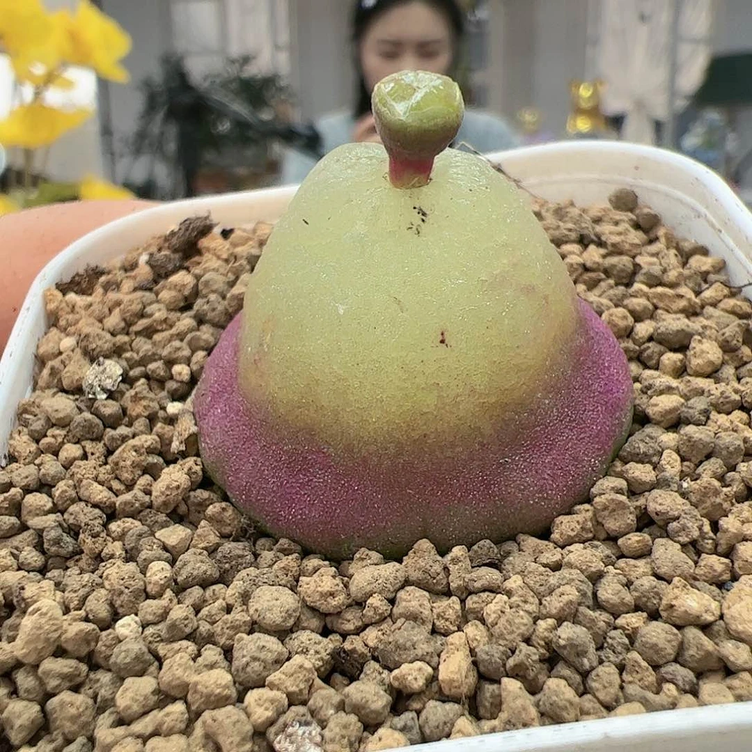 【闪购商品】243 大葫芦灯泡