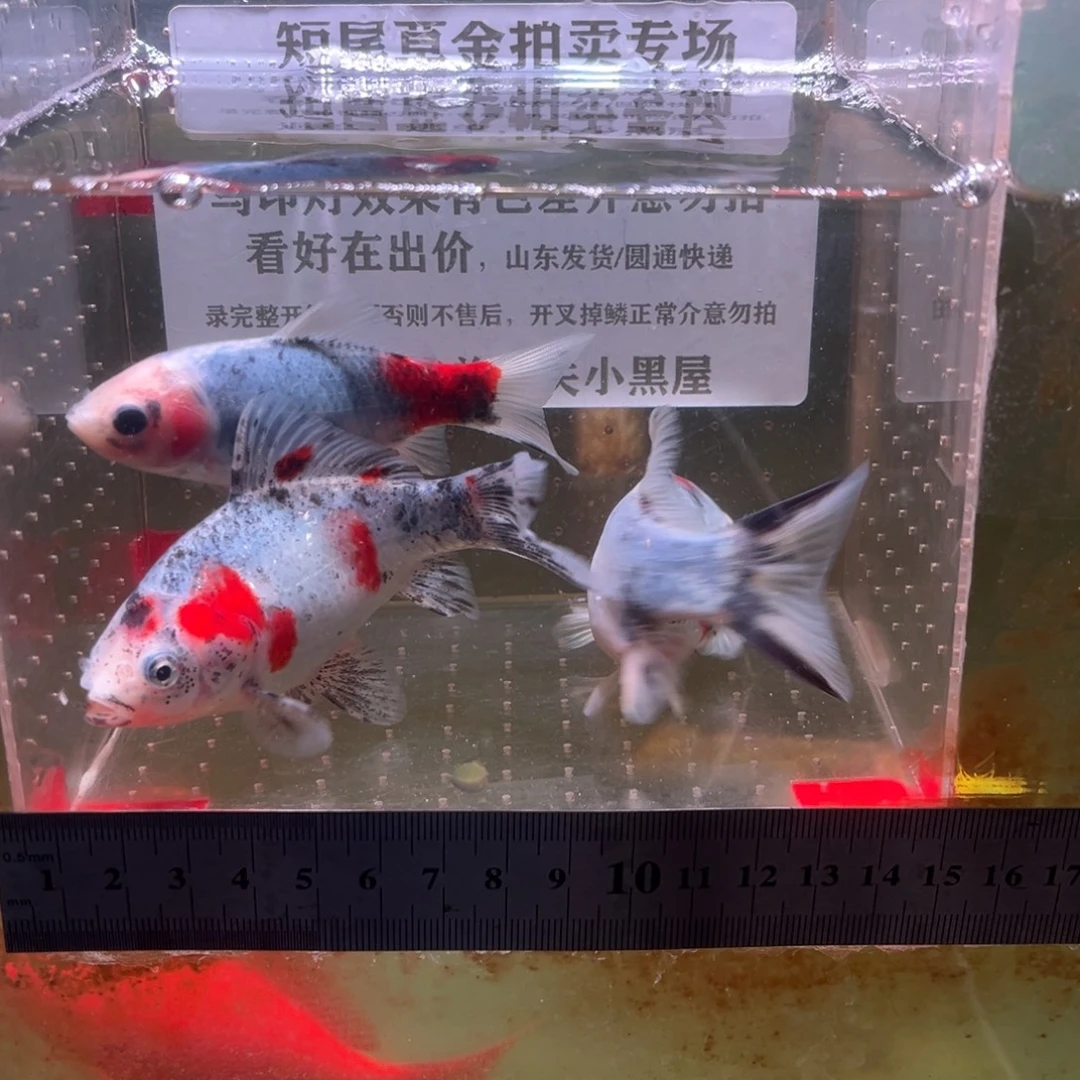 海水鱼27号短择地草金鱼