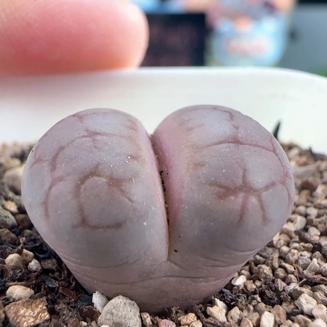 1291/女娲石/多肉植物