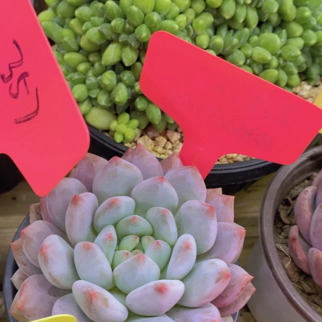 活动专场，最后一场