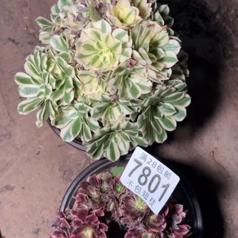 组合多肉植物法师7801