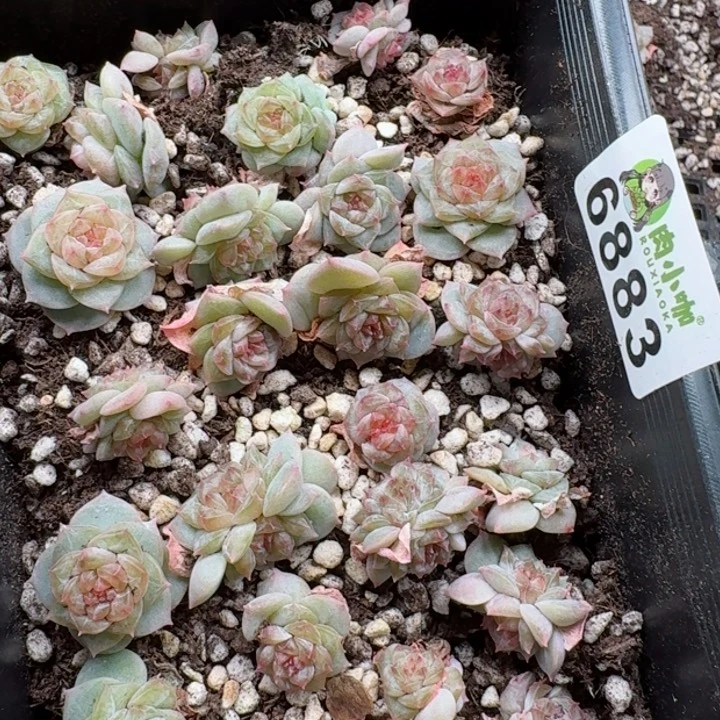 @*左多肉植物多肉植物