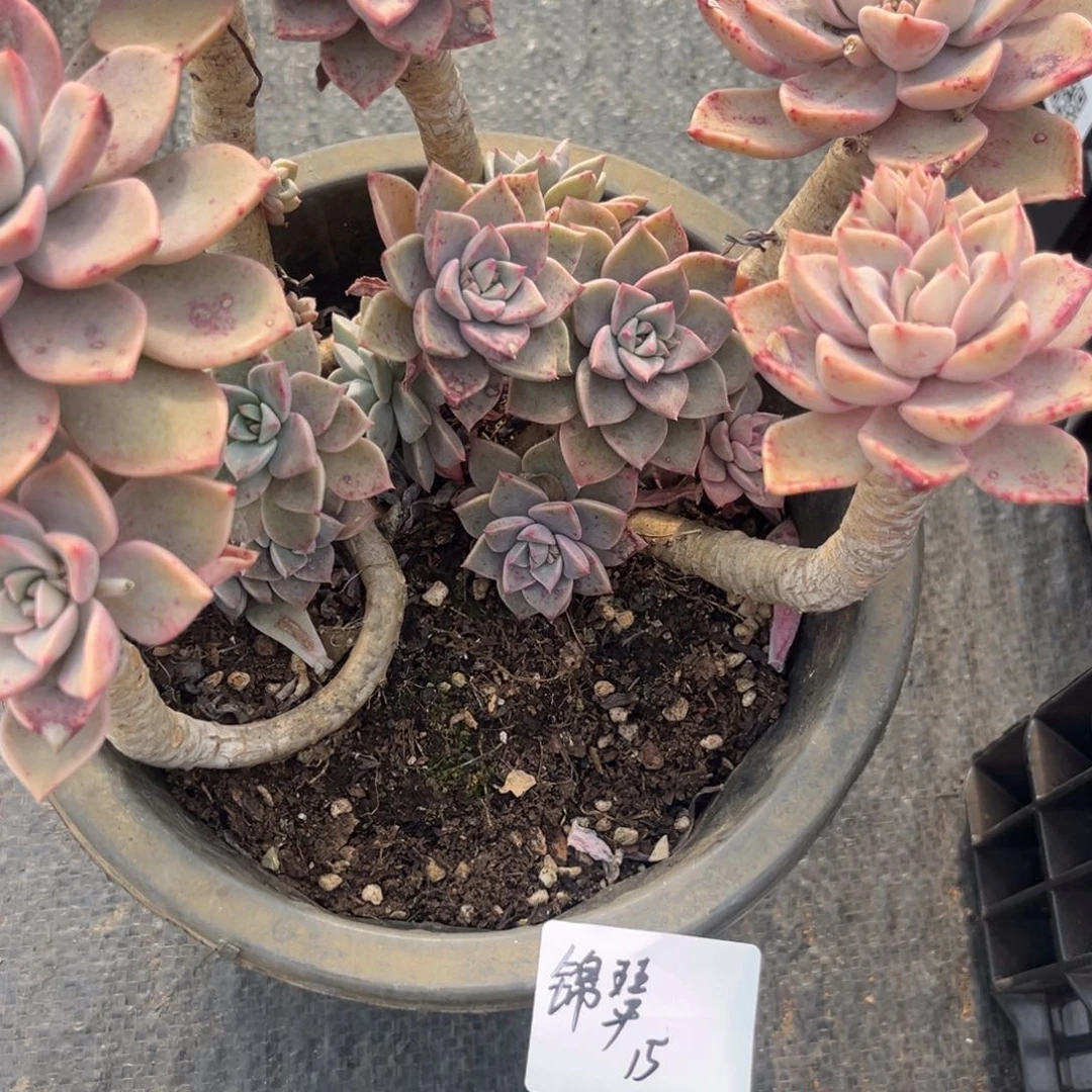锦*红粉佳人多肉植物