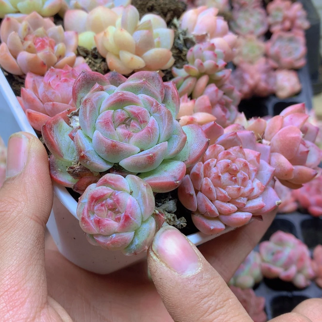 我要去看你了啊我018