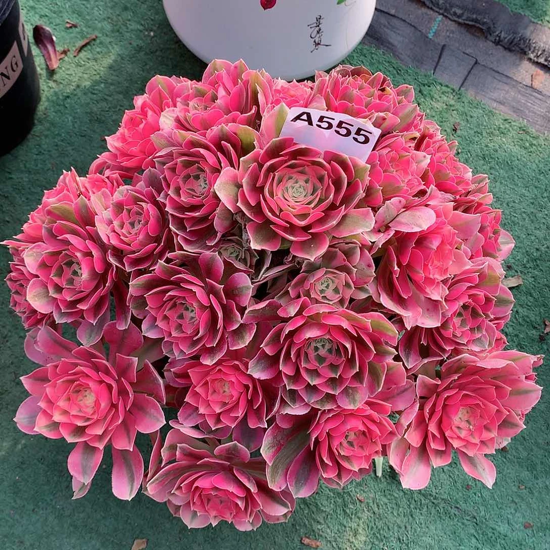 金*555.粉女巫多肉植物