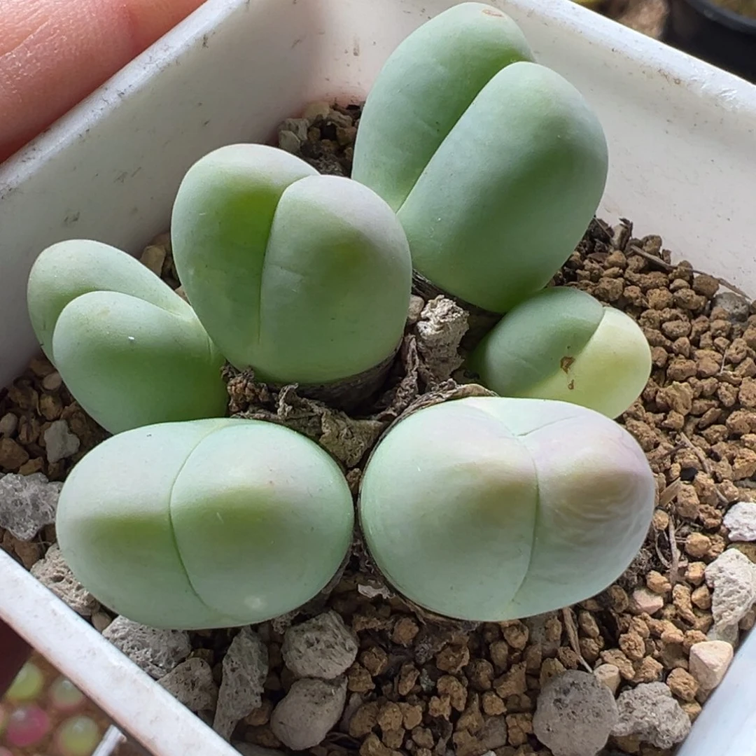 963多肉植物种类多样