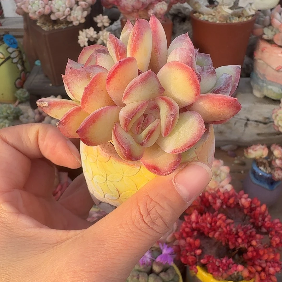 泡芙杂 多肉含盆土 一物一拍