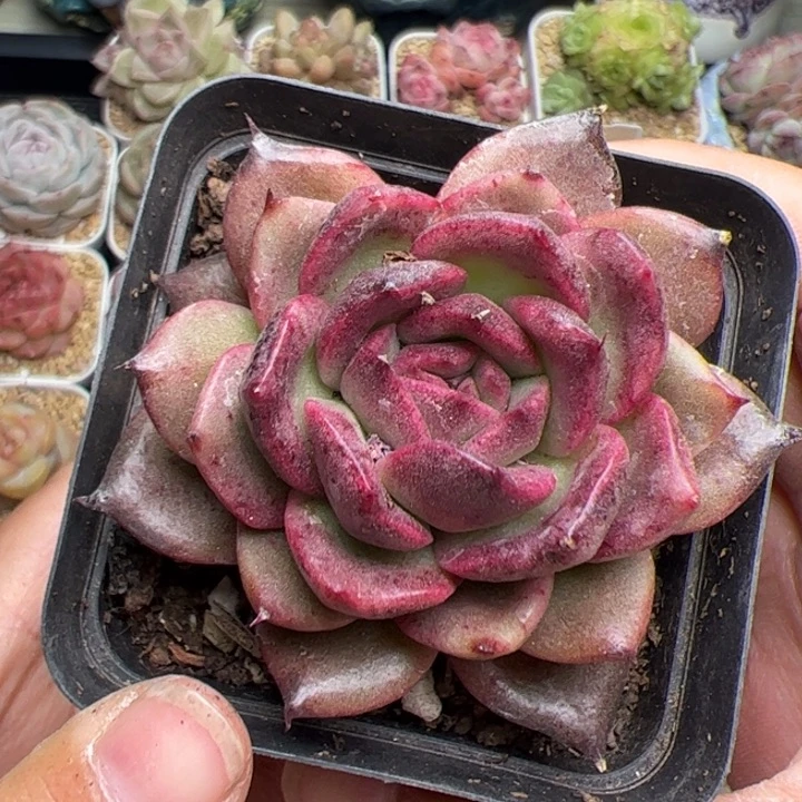 095 多肉植物组合